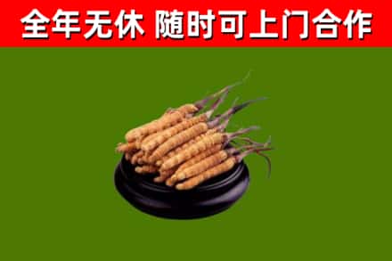 松滋烟酒回收冬虫夏草.jpg